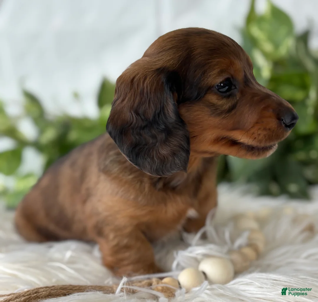 Miniature Dachshund dogs for sale: Sonny Boy Miniature Dachshund  - Ad 1