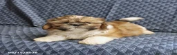Shih Tzu dogs for sale: Chipper - Ad 4