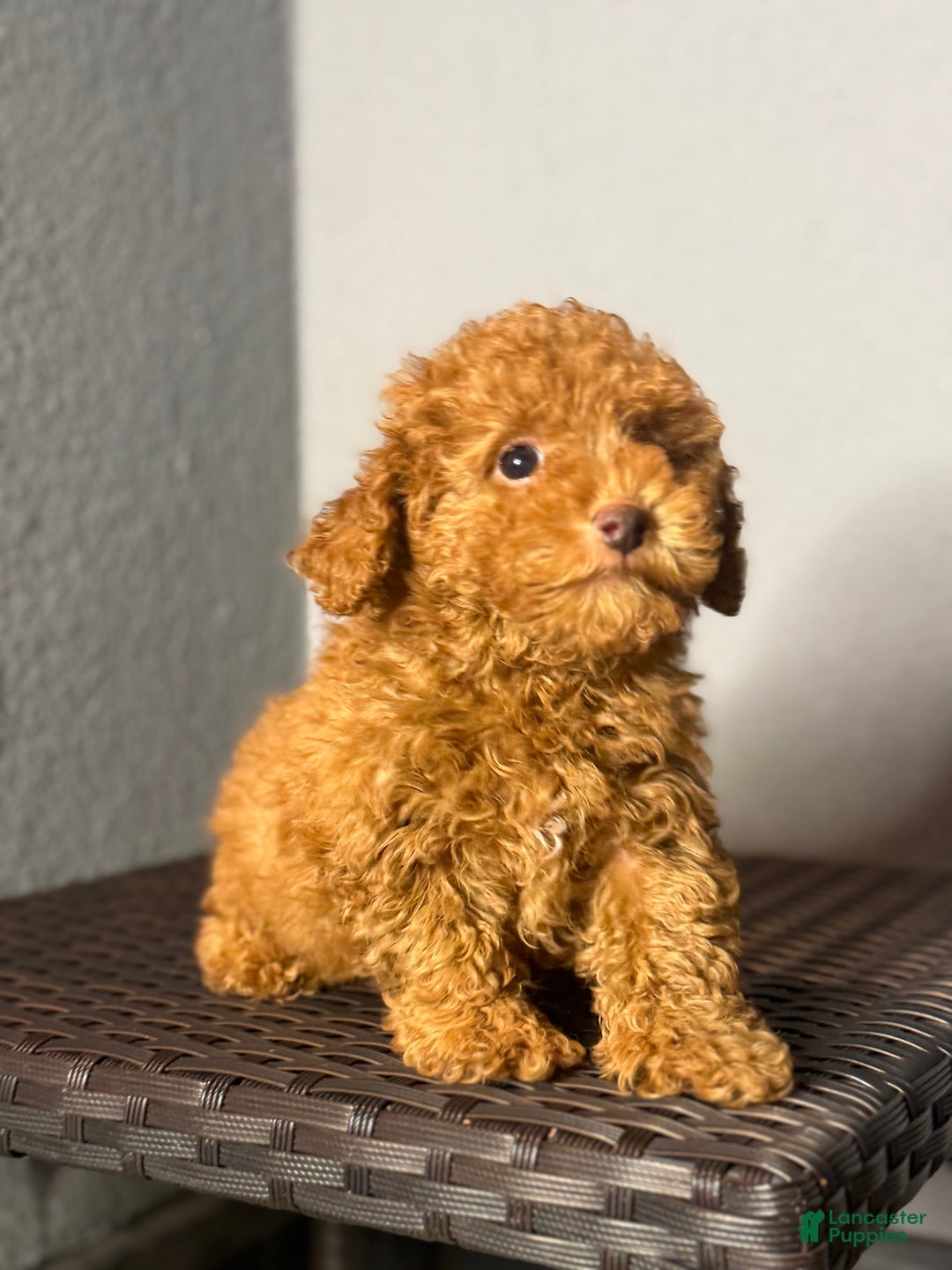 Toy Poodle dogs for sale: Toy Poodle Puppy 1 - Ad 1