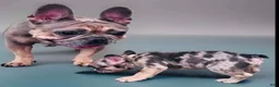 French Bulldog dogs for sale: French Bulldog 4 - Ad 5