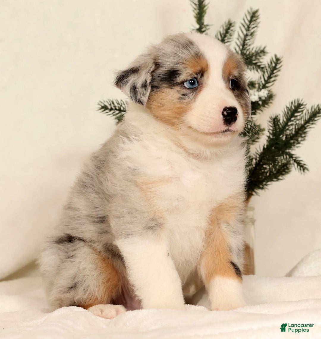 Miniature Australian Shepherd dogs for sale: Tanner - Ad 5