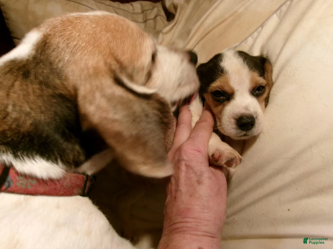 Beagle dogs for sale: Beagle 4 - Ad 2