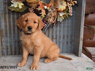 Golden Retriever dogs - Ad 29