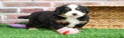 Bernese Mountain Dog dogs for sale: Ornament  - Ad 9