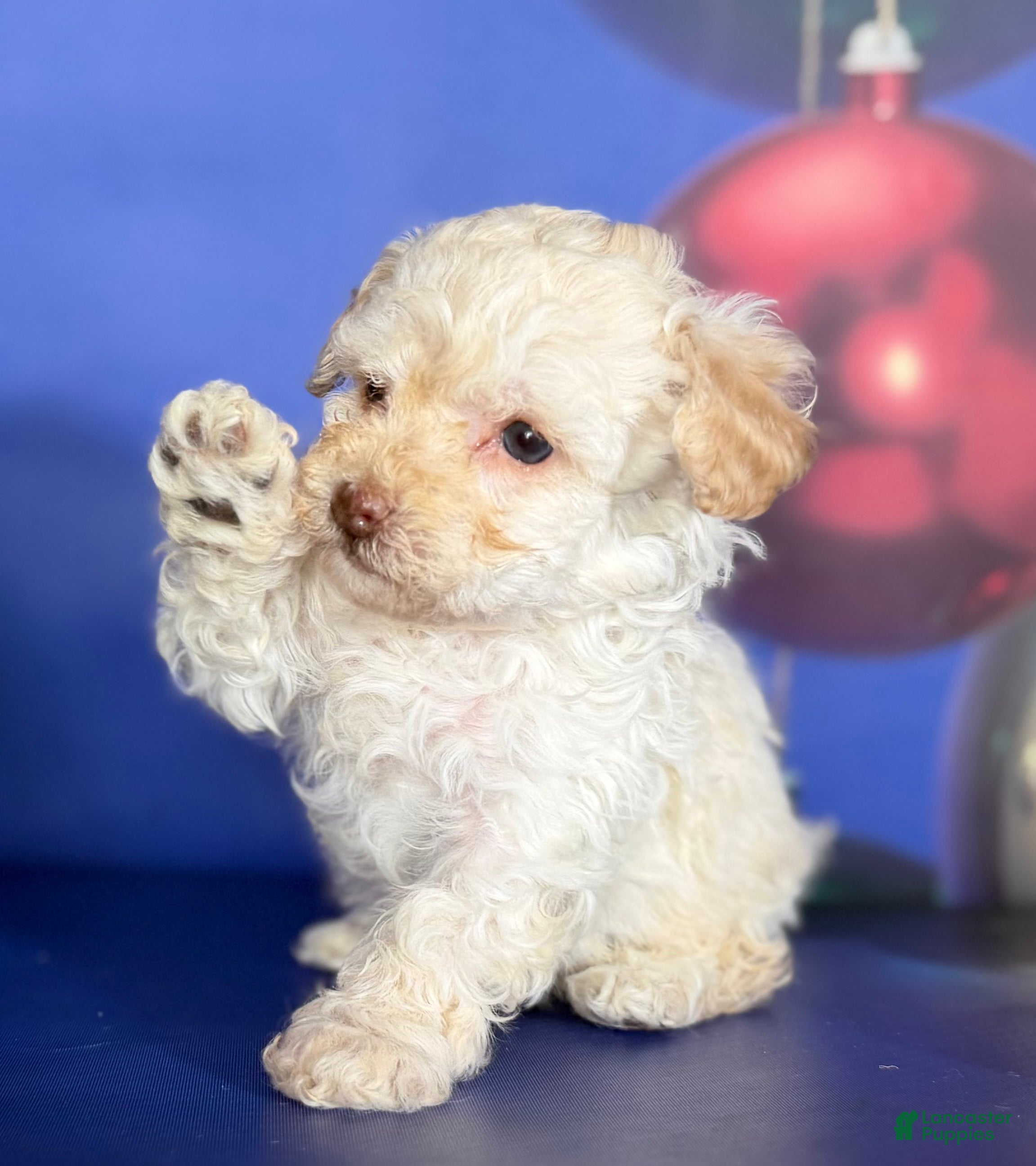 Toy Poodle dogs ACA DNA crème brûlée - Ad 22