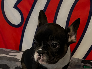 French Bulldog dogs - Ad 15