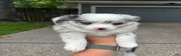 Toy Australian Shepherd dogs for sale: Toy Australian Shepherd Puppy 1 - Ad 3