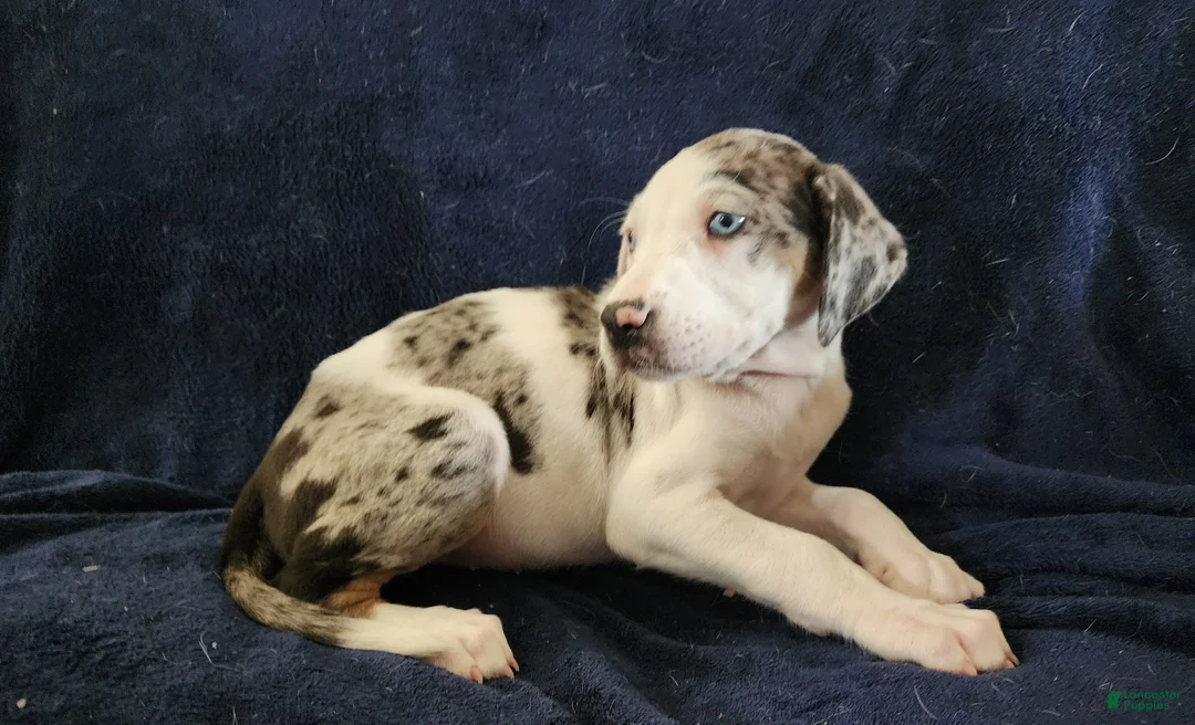 Catahoula Leopard Dog dogs for sale: Gabby F2025 M1 - Ad 1