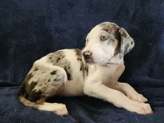 Catahoula Leopard Dog dogs Gabby F2025 M1 - Ad 15