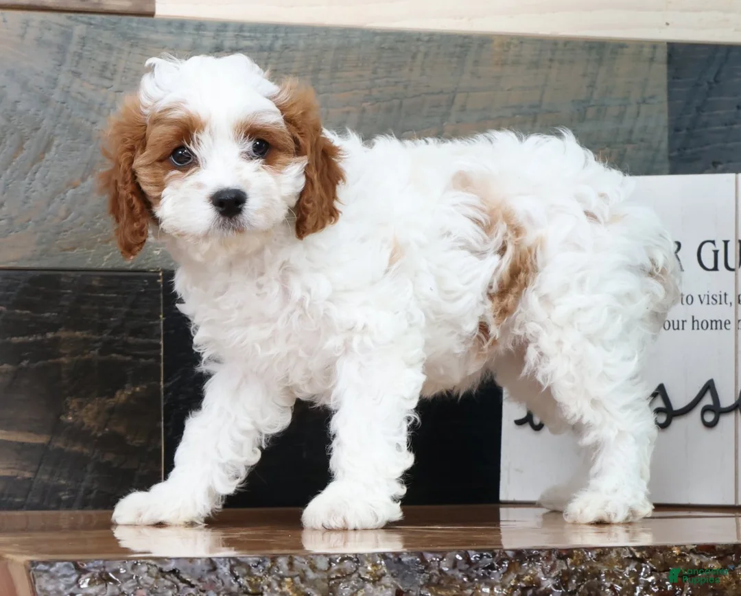 Cavapoo dogs for sale: Tina - Ad 1