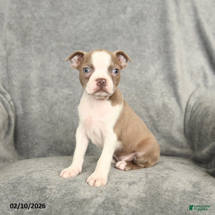 Boston Terrier dogs Dakota - Ad 2
