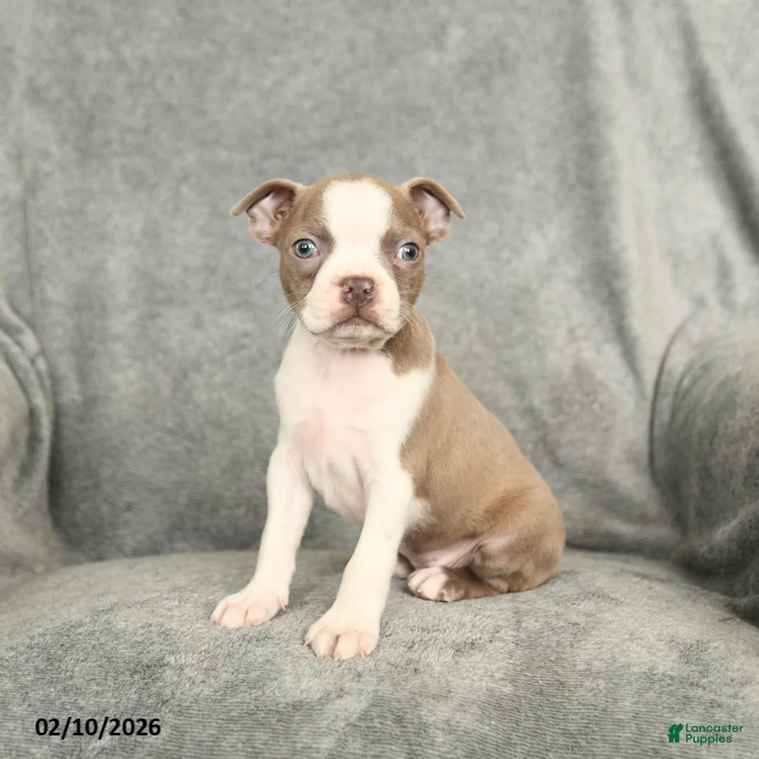 Boston Terrier dogs for sale: Dakota - Ad 2