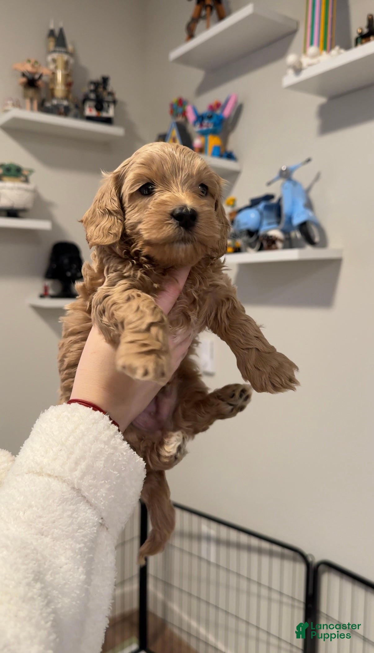 Maltipoo dogs Maltipoo Puppy 1 - Ad 30