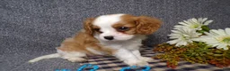 Cavalier King Charles Spaniel dogs for sale: Bozo - Ad 6