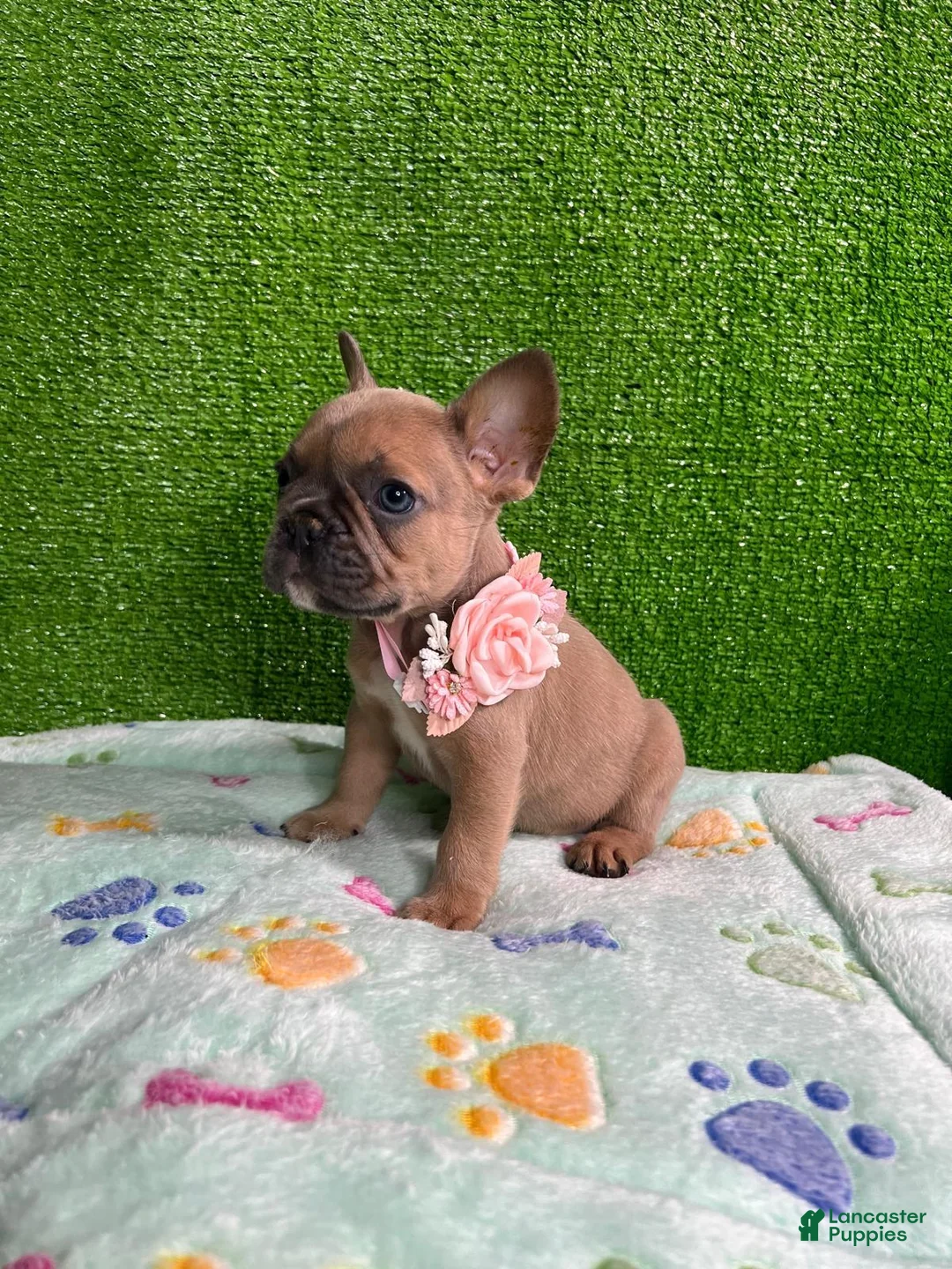 French Bulldog dogs for sale: Roxy  - Ad 3