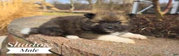 Pomeranian dogs for sale: Shadow - Ad 3