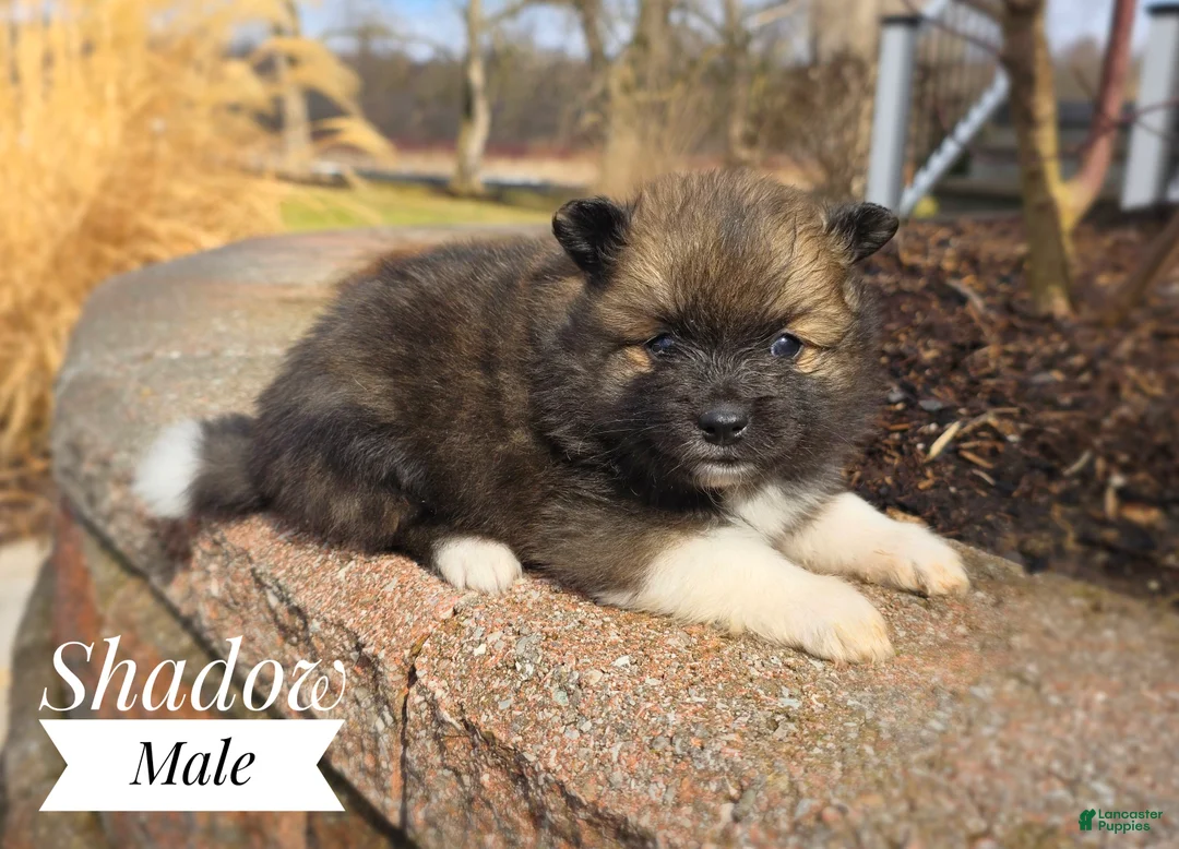 Pomeranian dogs for sale: Shadow - Ad 3