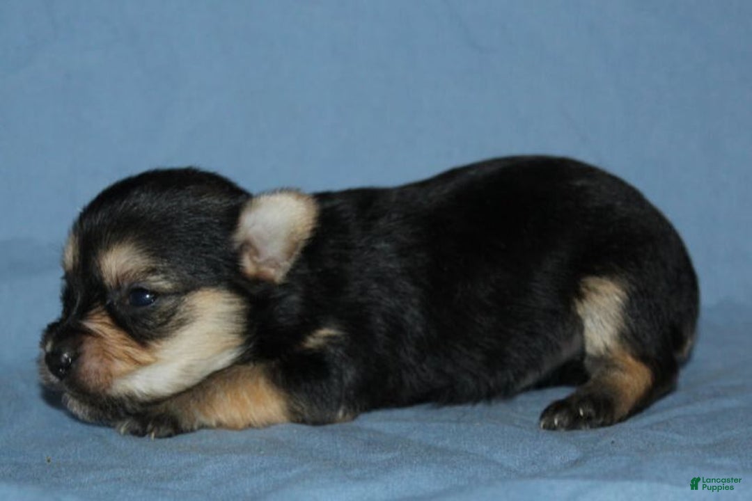 Gallery Image {{count}}