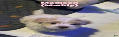 Madison