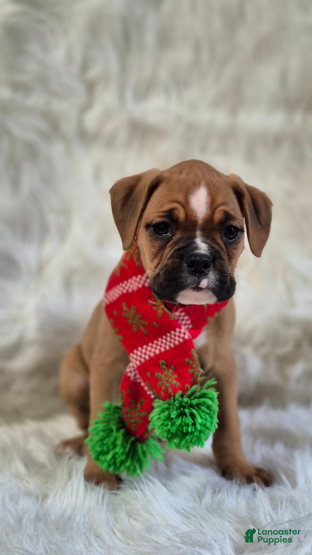 Boxer dogs for sale: Mogely - Ad 2