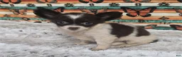 Chihuahua dogs for sale: Teacup Chocolate and White Chihuahua 1 - Ad 3