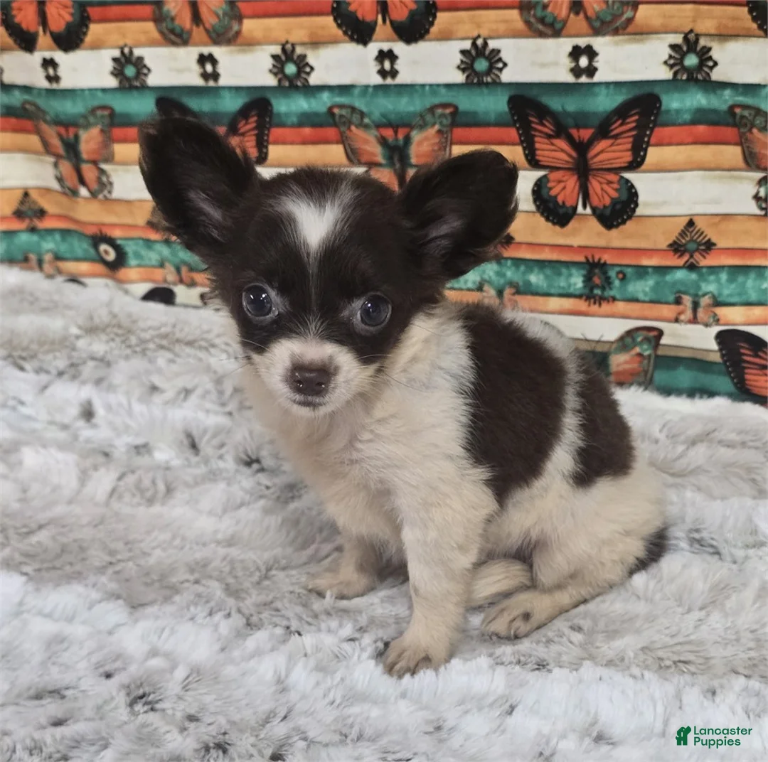 Chihuahua dogs for sale: Teacup Chocolate and White Chihuahua 1 - Ad 3