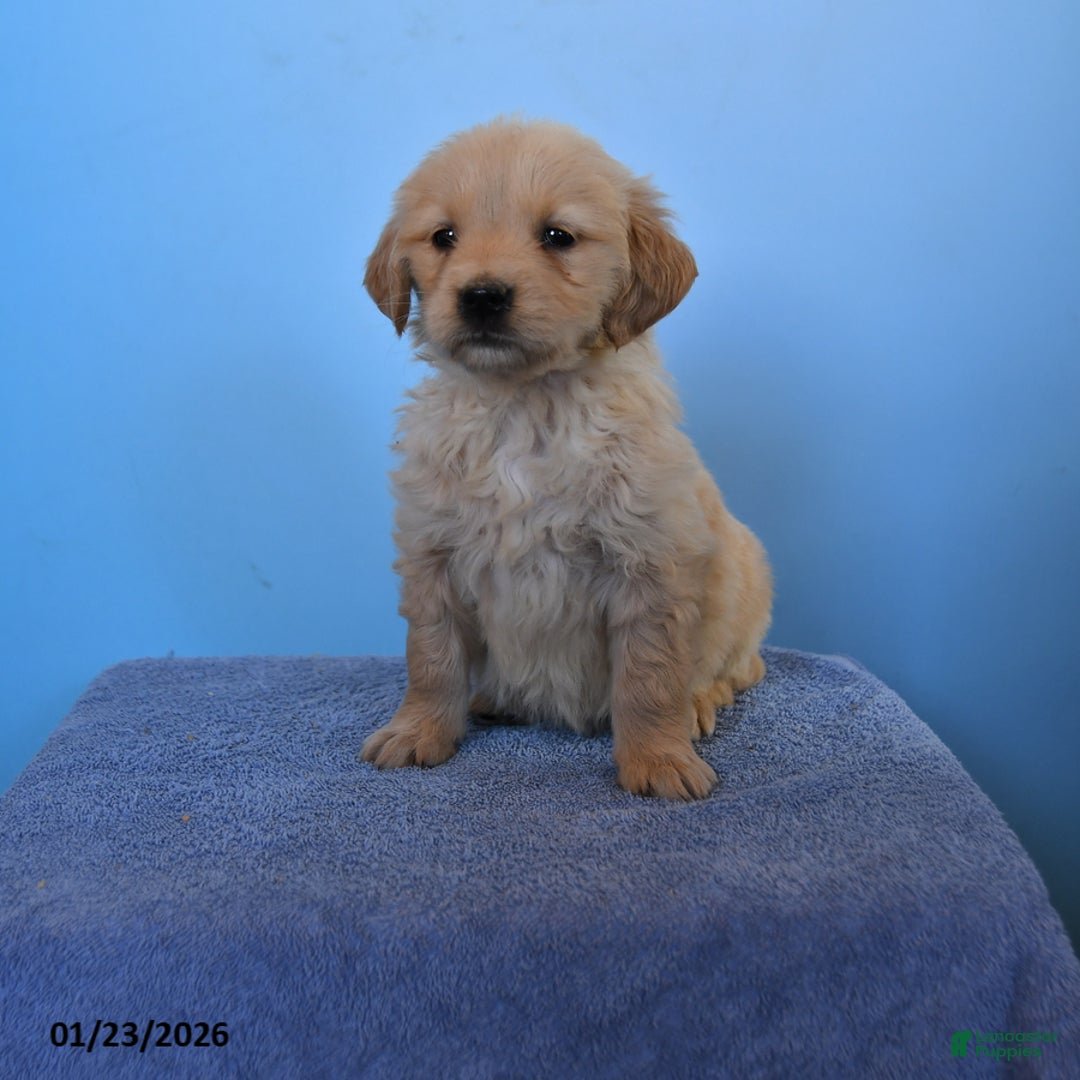 Golden Retriever dogs for sale: Ollie - Ad 1