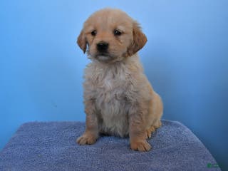 Golden Retriever dogs for sale: Ollie - Ad 4