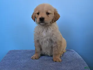 Golden Retriever dogs Ollie - Ad 6