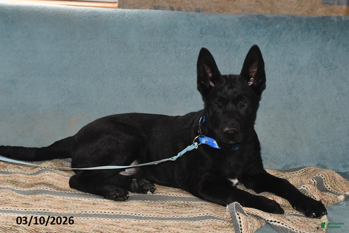 Belgian Malinois dogs Pepper - Ad 1