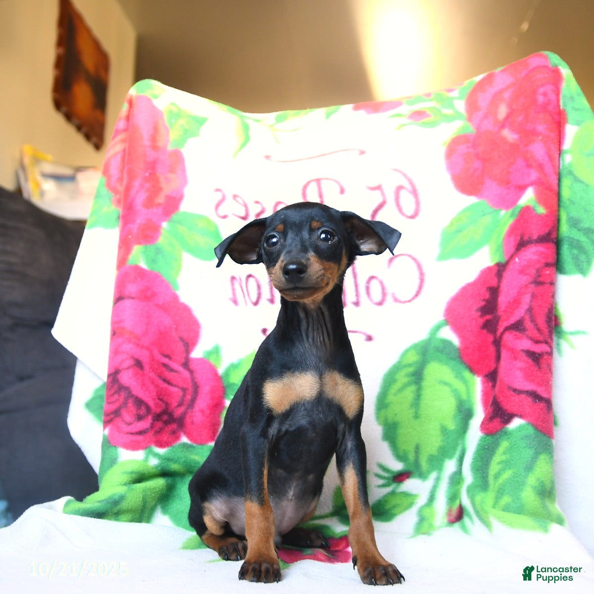 Miniature Pinscher dogs Domino - Ad 21