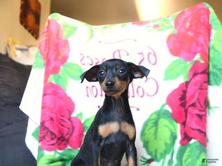 Miniature Pinscher dogs Domino - Ad 28