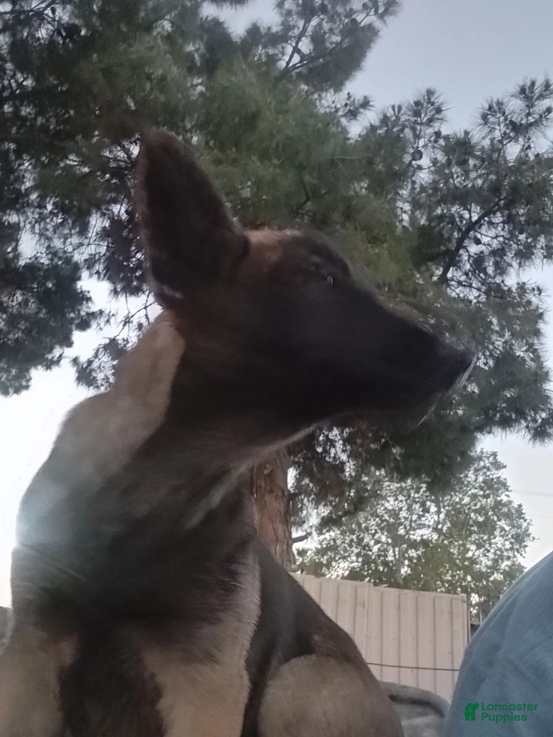 Belgian Malinois dogs for sale: Belgian Malinois Puppy 2 - Ad 2