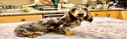 Dachshund dogs for sale: Ch Harriet LH dappleAkc - Ad 4