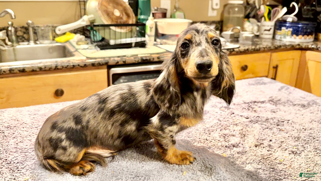 Dachshund dogs for sale: Ch Harriet LH dappleAkc - Ad 4