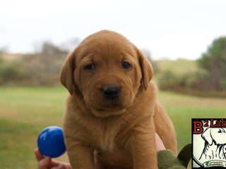 Labrador Retriever dogs - Ad 29