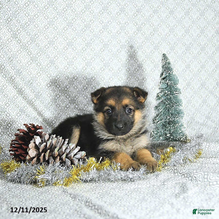 German Shepherd dogs Macey - Ad 35