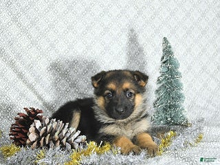 German Shepherd dogs Macey - Ad 25