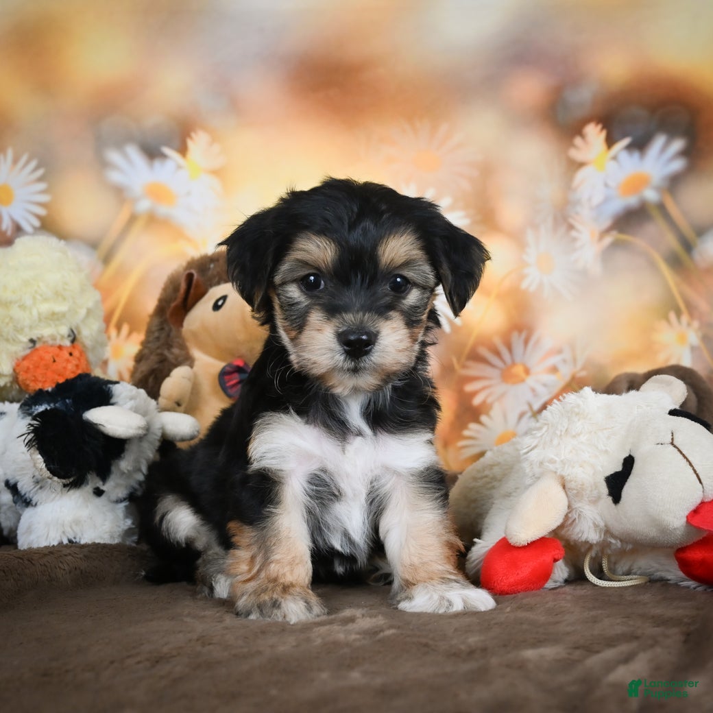 Yo Chon Yorkie Bichon Black Yo Chon Puppies Yorkshire Terrier