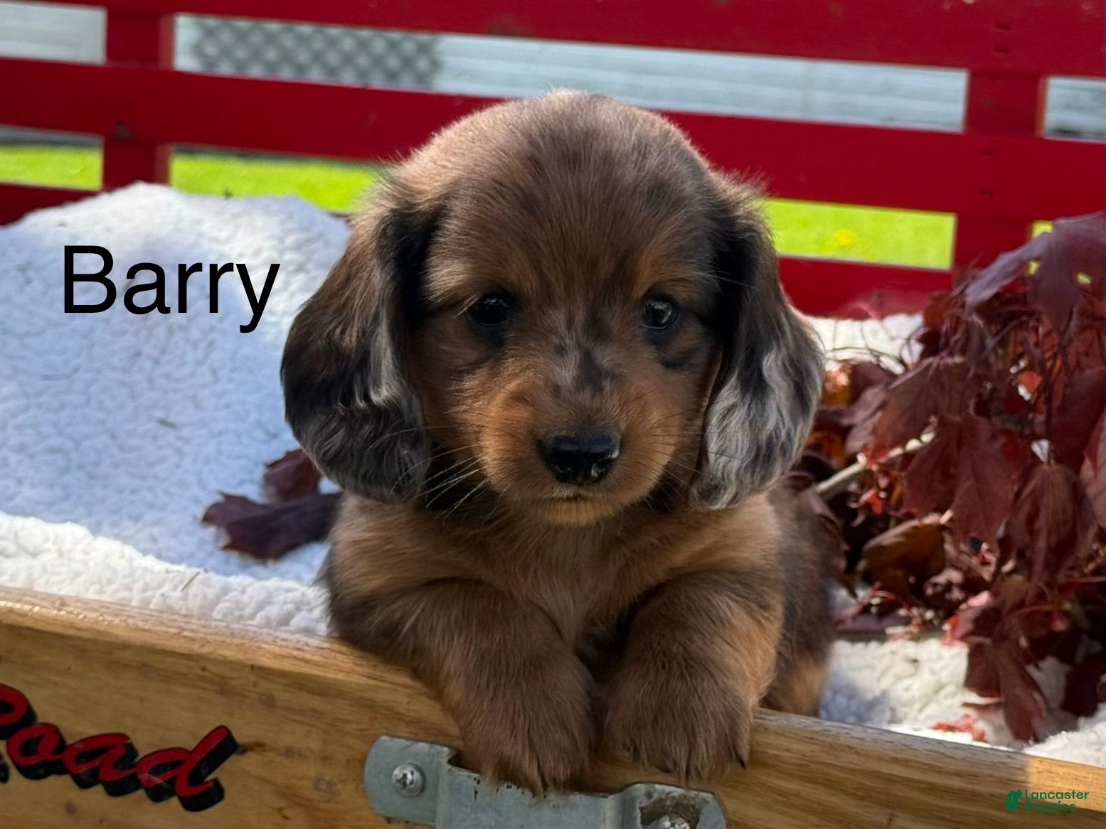 Miniature Dachshund dogs Barry - Ad 1