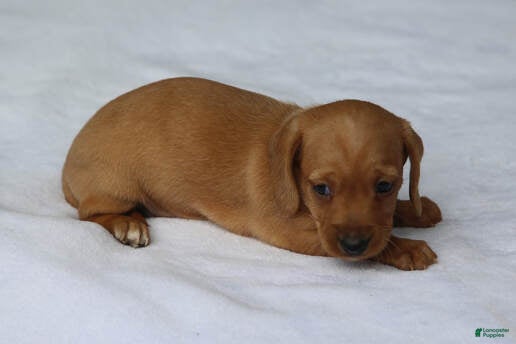 Miniature Dachshund dogs Clear Red Wirehair Mini - Ad 28