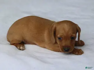 Miniature Dachshund dogs Clear Red Wirehair Mini - Ad 28
