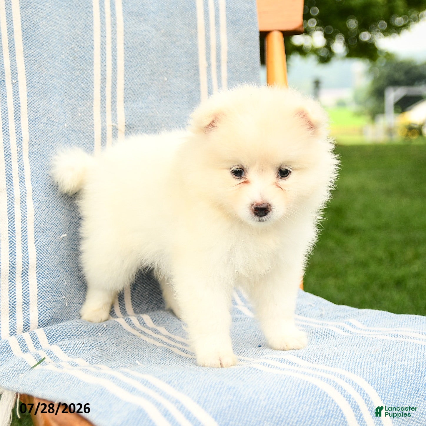 Pomeranian dogs Montie - Ad 1