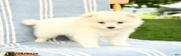 Pomeranian dogs for sale: Montie - Ad 1