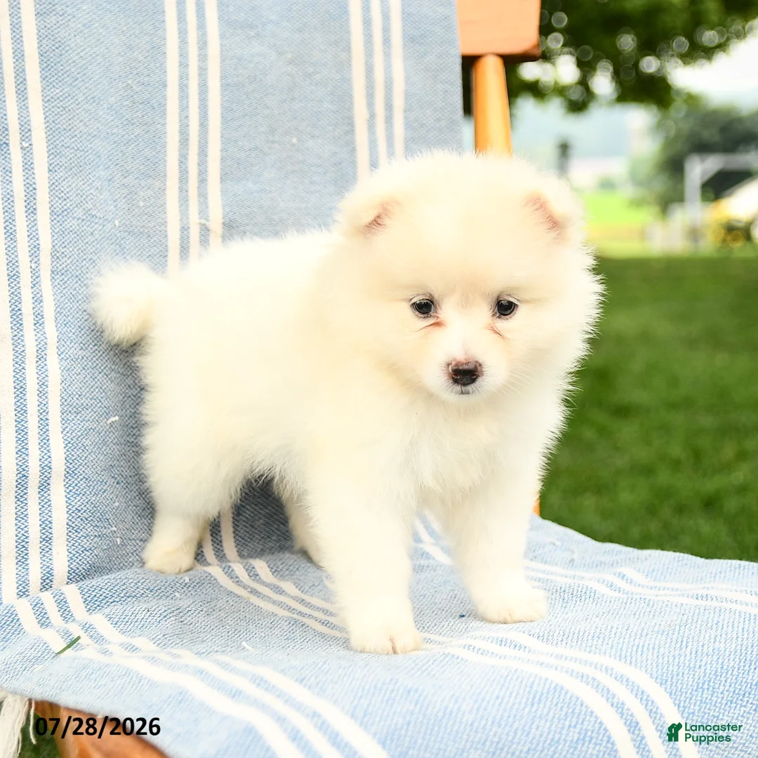 Pomeranian dogs for sale: Montie - Ad 1