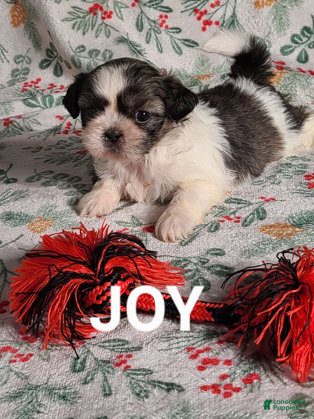 Shih Tzu dogs for sale: Joy  - Ad 3