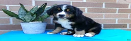 Bernese Mountain Dog dogs for sale: Trinity - Ad 5