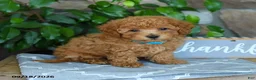 Maltipoo dogs for sale: Caspian - Ad 4