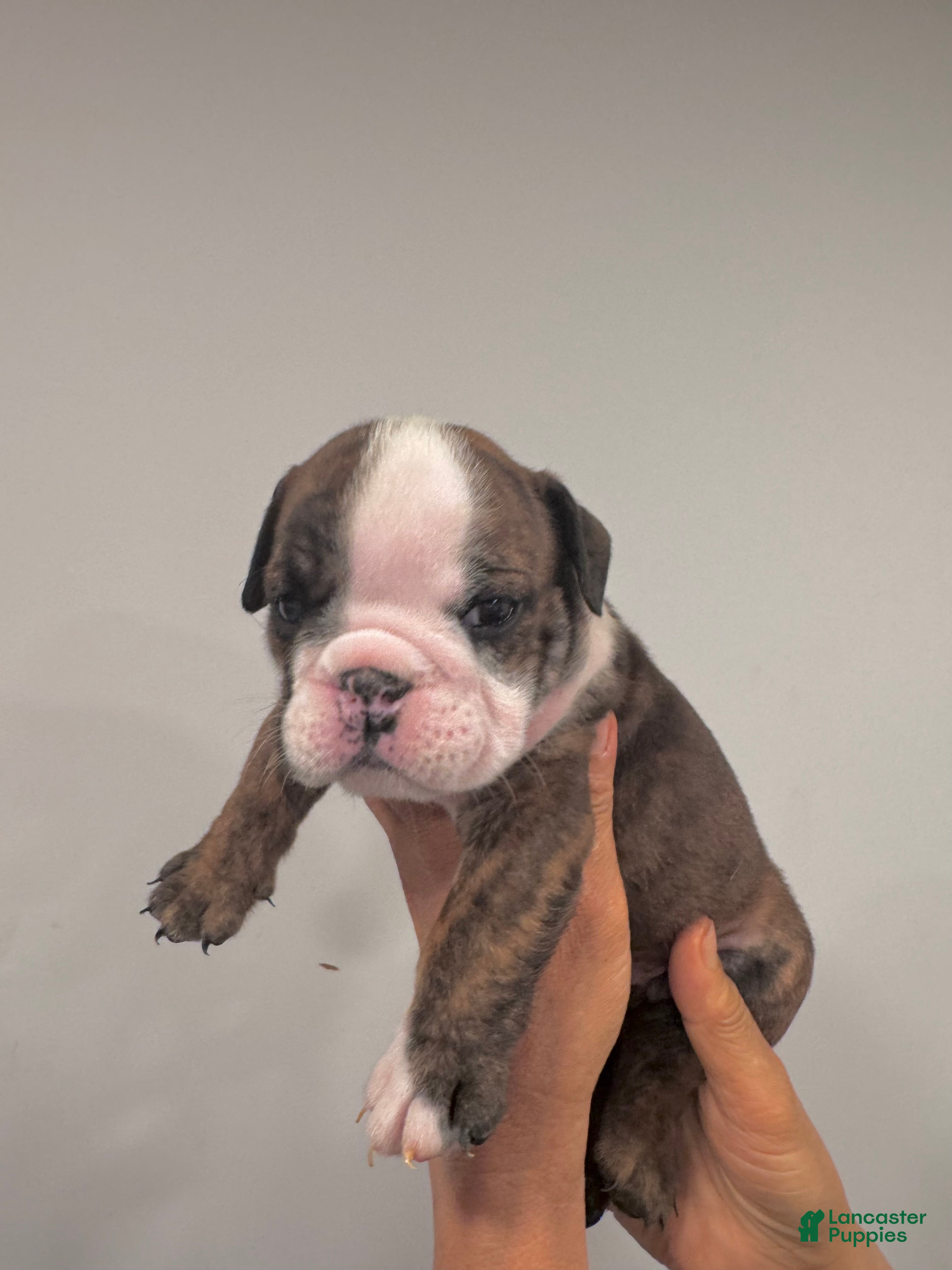 English Bulldog dogs Meatball  - Ad 10