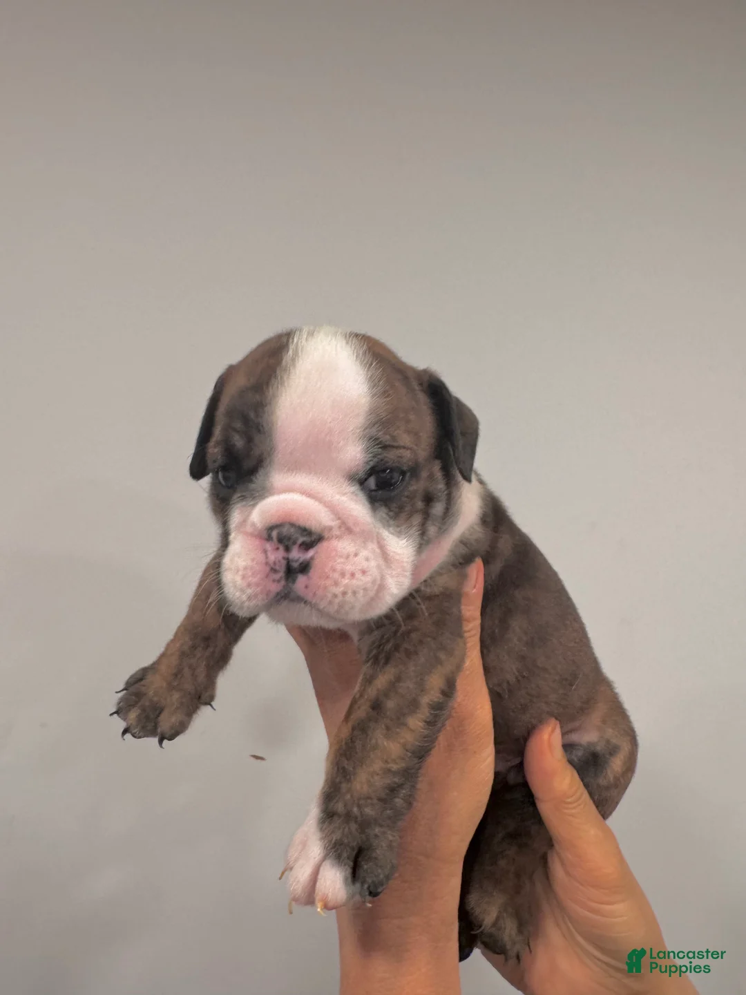 English Bulldog dogs for sale: Meatball  - Ad 1